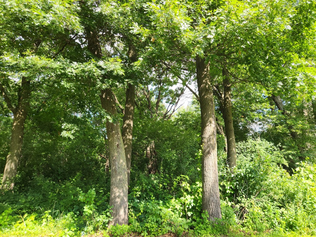 Trees in Inver Grove Heights, Minnesota